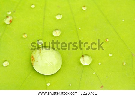 Macro shot of water drops on a water lily leaf