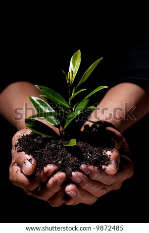 A shot of hands holding a new plant, symbolizes new life and save the tree concept