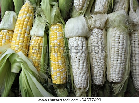 corn maize  Indian corn ear of maize
