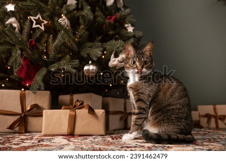 Similar – Image, Stock Photo When even cats no longer take the most direct route.