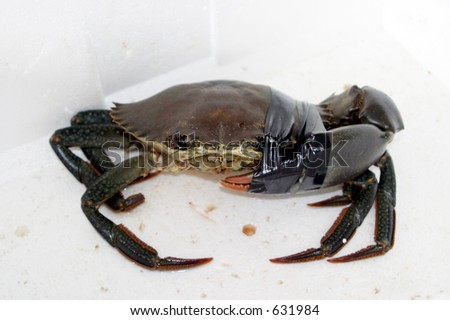 Dark Colored Crab with a Duct Taped Arm in a White Cooler