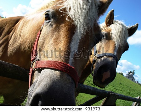 two horses in summer out at feed