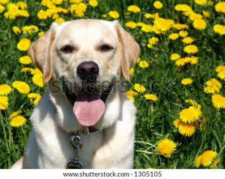 paul in dandelions - golden retriever/labrador-mix in a field of dandelions