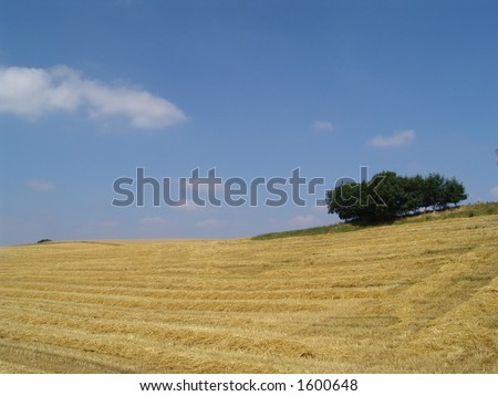 harvest summer - mown crop field