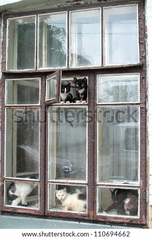 many cats sitting on the window