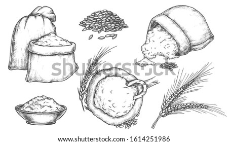 Set of isolated sketch of wheat grain and spikes, flour in bag. Hand drawn spikelet or ear, vintage spica sheaf, burlap sack with scoop. Bakery and bread, oat, rye and barley, food and harvest, crop Zdjęcia stock © 