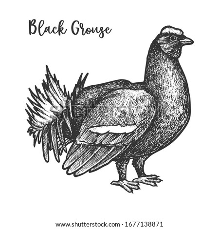 Vector sketch of black grouse bird. Blackgame or blackcock, gamebird vintage etching. Wild poultry and wildlife feather animal. Lyrurus tetrix hand drawn sign. Fowl. Biology illustration design