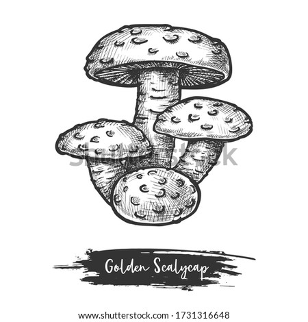 Golden scalycap or flame scalecap mushroom. Flaming or yellow pholiota sketch. Vector illustration of autumn or fall edible fungus. Forest or wood cutted fungi icon. Recipe or cook, food theme