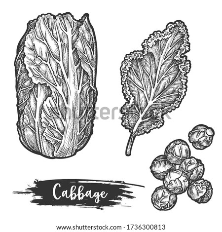 Hand drawn napa cabbage or sketch of chinese cauliflower, Pekinensis colewort with leaves, Bok choy or kail, borecole, cauli flower vector illustration. Harvest and farm, natural grocery, food, salad