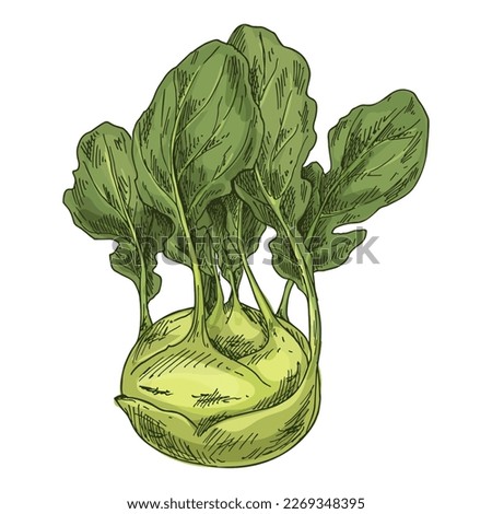 Vector illustration of kohlrabi or german turnip.
