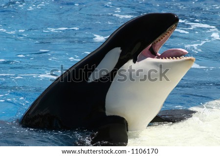 Killer whale (Orca whale) with his mouth wide open and his tongue out and ready to catch some fish.