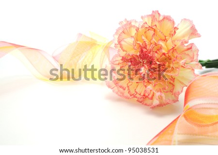 Pink yellow carnation with ribbon isolated on white background
