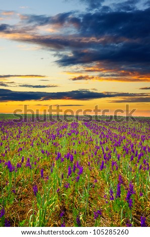 field with purple flowers on a background of mountains. natural composition