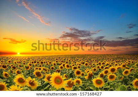 Image, Stock Photo Sunflower field at sunset