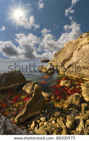 red algae on the rocks in the sea