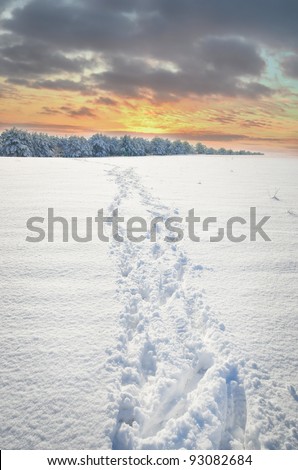 winter landscape against which the growing forest. natural composition