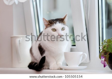 Lovely cat sitting on the window sill among the white cup and the pitcher