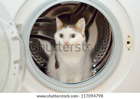 Beautiful cat sitting in the washing machine