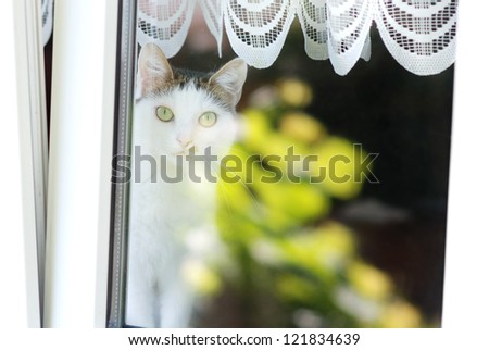 Lovely cat sitting on a window sill behind a window