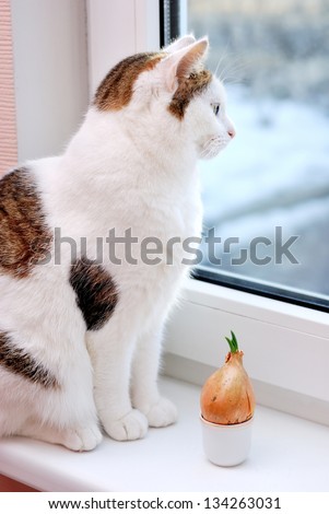 Beautiful lady cat sitting near to onion in the cup on the window sill
