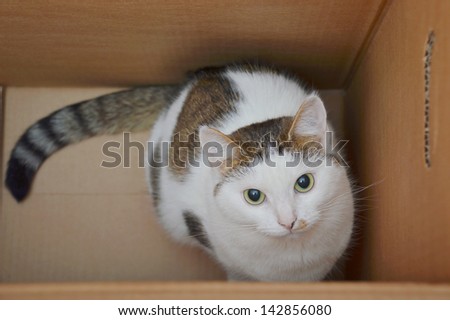 Amazing lady-cat sitting in the carton box