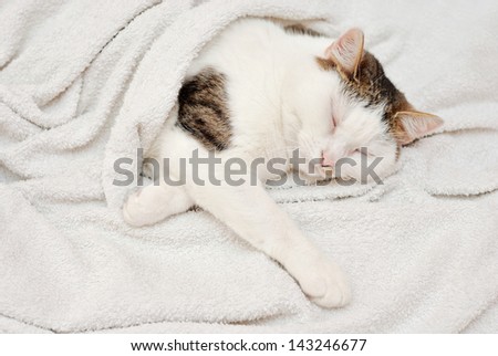 Amazing lady cat sleeping in the human bed