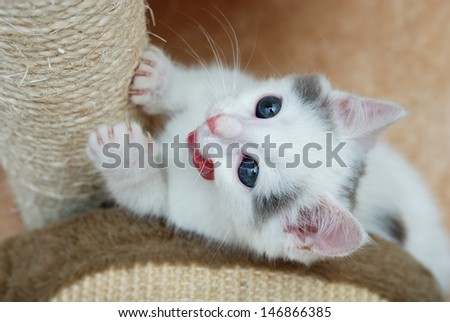 Kitten sharpening its claws on the scratching post