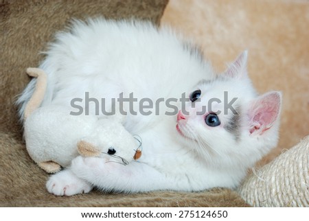 Amazing kitten playing with a plush mouse