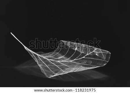 detailed close-up of a skeleton leaf, silhouette, black and white