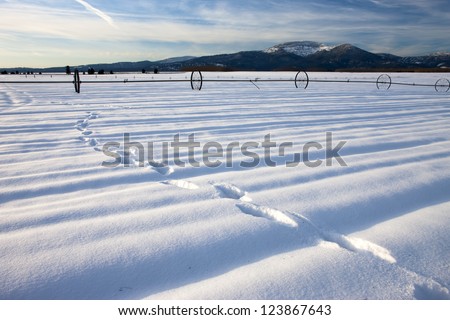 A snow covered farm field with an irrigation pipe and wheels on the Rathdrum Prairie in northern Idaho shows footprints in the snow.
