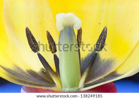 Closeup of tulip inside.