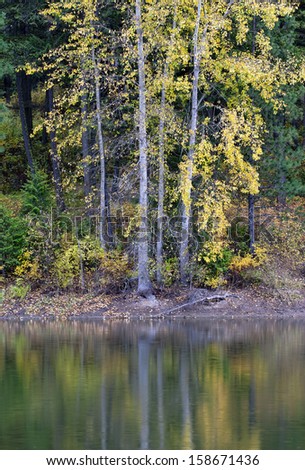 The yellow leaves on trees cast their reflection on the water.