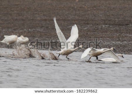 Two whistling swans taking off from muddy water in a field.