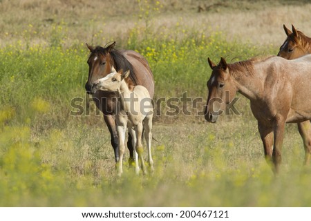 Colt acts up for mom in the field near Dixon, Montana.