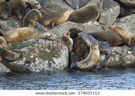 Sea lions on rocks in Newport, Oregon.