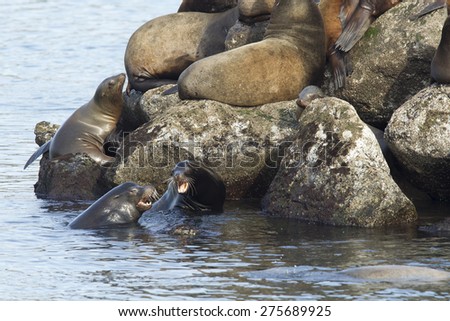 Sea lions fighting in the water in Newport, Oregon.