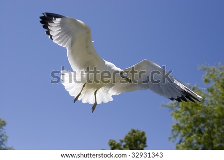 A seagull rides the warm air currents close tot he ground.