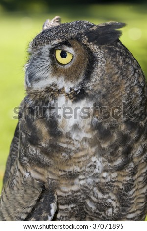 Side portrait of a great horned owl.