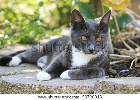 A domestic cat stretches out on the stones.