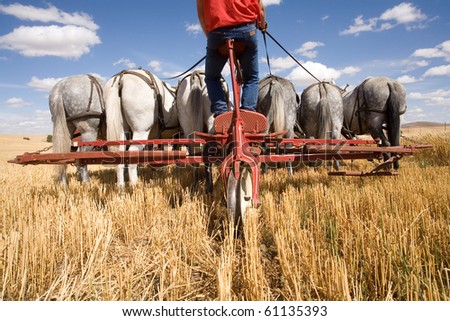 COLFAX, WASHINGTON-SEPT 6: Unidentified farmer harvests wheat using an old combine on September 6, 2010 in Colfax. The threshing bee uses old machines and Draft horses and attracts crowds.