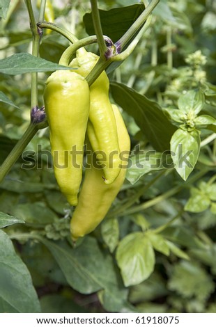 Some yellowish green peppers hang on the pepper plant together.