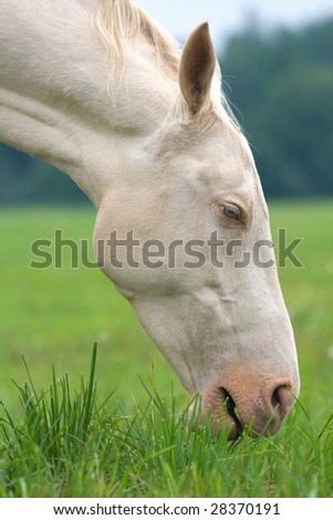 Head and neck of a white horse eating grass