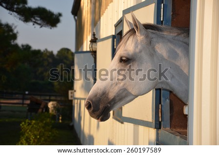 A White horse in profile watching out a window of a barn