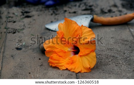 Orange tropical hibiscus blossom on potting table with trowel in background and potting soil scattered about.