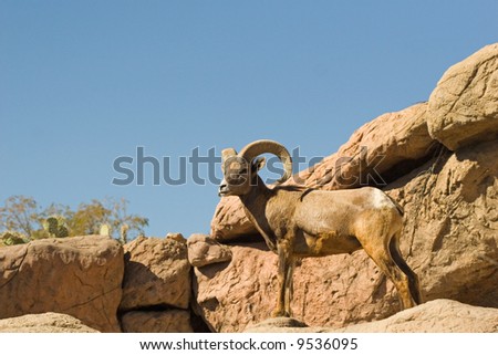 Big horned sheep on rocks against blue sky.