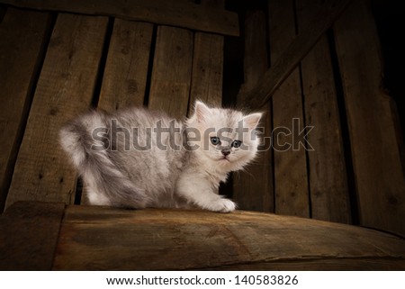 White pussy cat on wooden  background