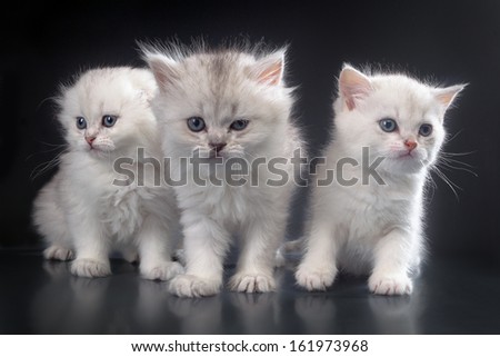 White Persian pussy cats over dark background