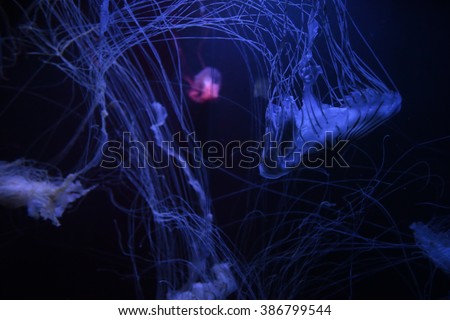 Image, Stock Photo Transparent Jellyfish With Long Poisonous Tentacles