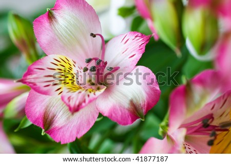 Beautiful orchid flowers macro background