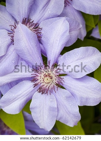 Close up of blue clematis flowers covered dewy
